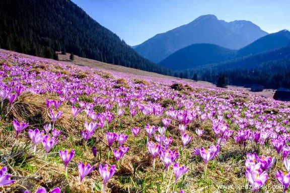 цветение шафрана и долина крокусов на Западной Украине