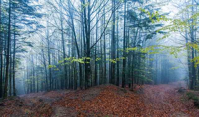 Карпатский лес в Буковеле 